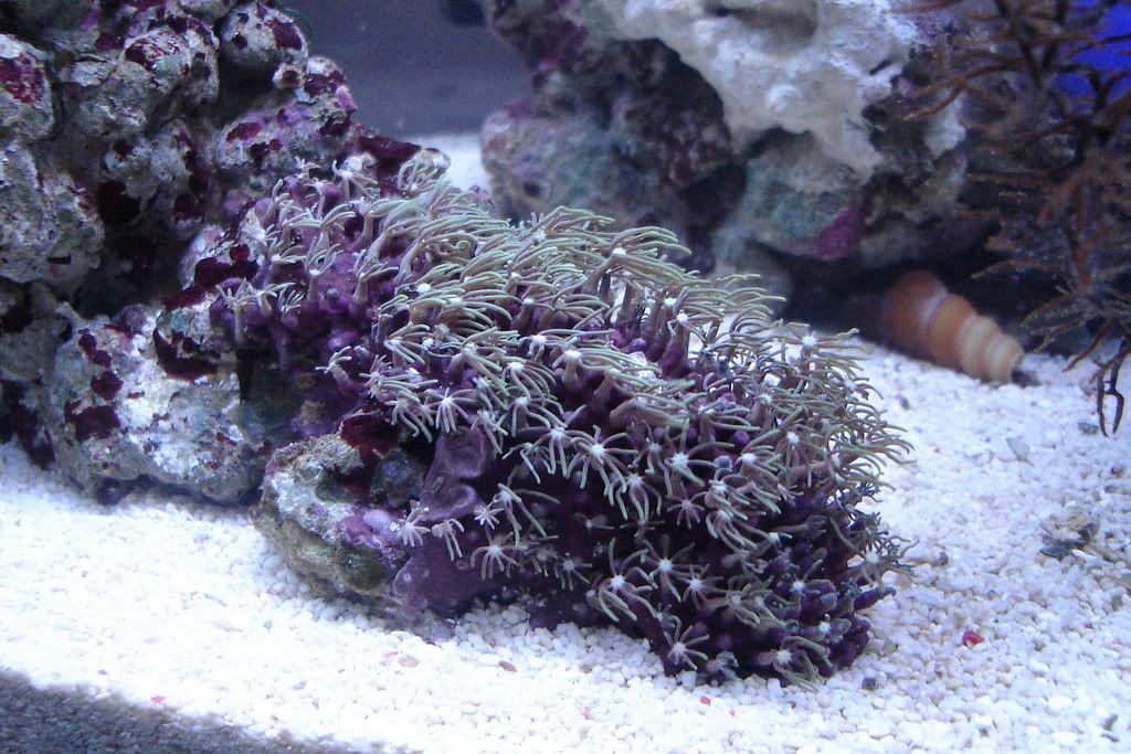 fish037.jpg
