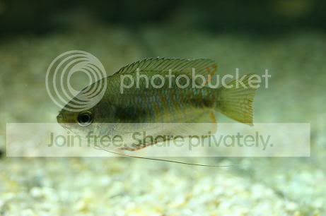 FemaleGourami.jpg