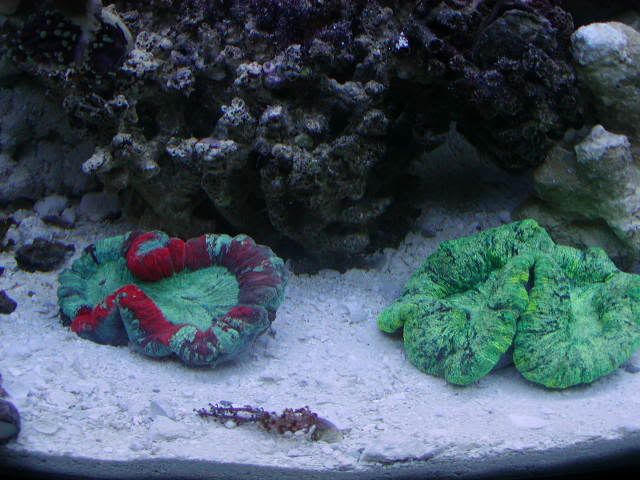 P1010004-25.jpg