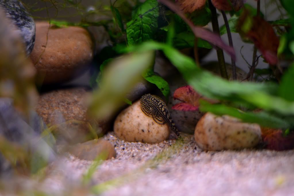 DSC_0454.jpg