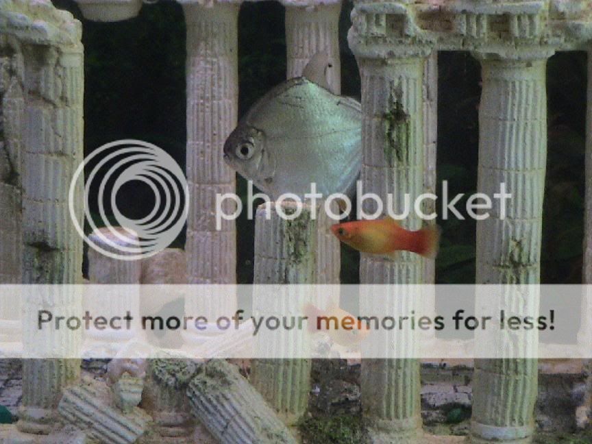 Fishtank5.jpg