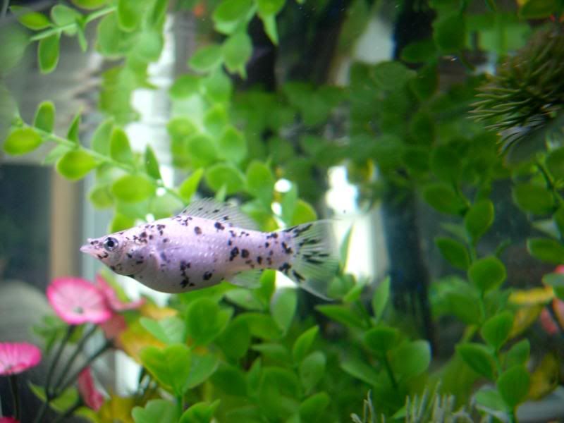 DSCN5323.jpg
