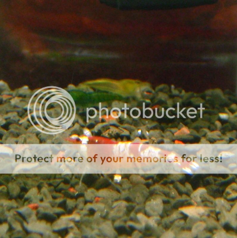 GreenYellow2_010812.jpg