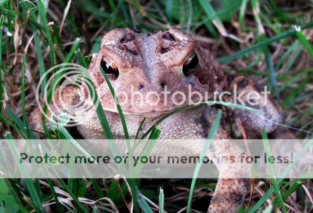 Toad7.jpg
