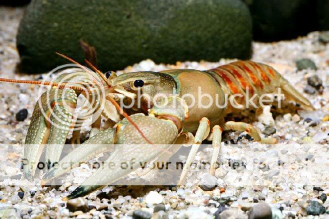 OrconectesProcericambarusjuvenilis.jpg