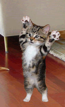 Lily-CatnDog-1.gif