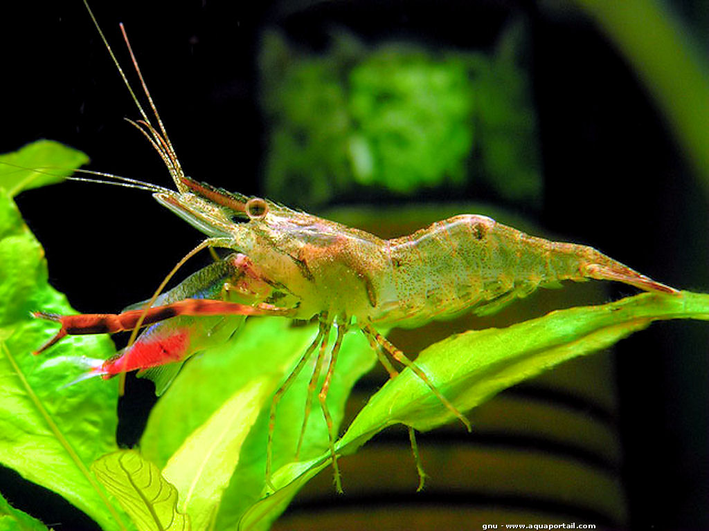 2013Macrobrachium-assamensis.jpg