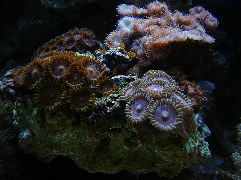 Polyps3.JPG
