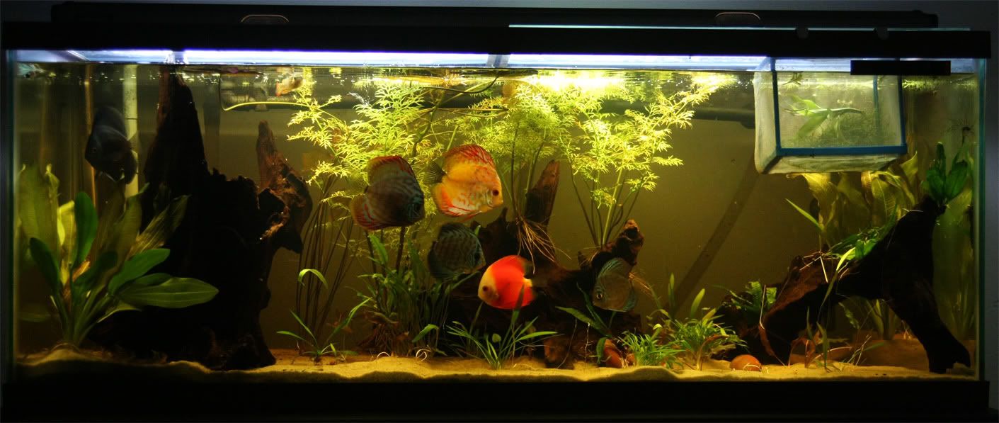 newplantedlayout.jpg