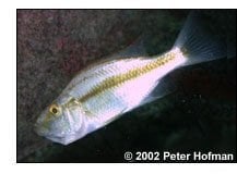 art_dim_compressiceps_02.jpg