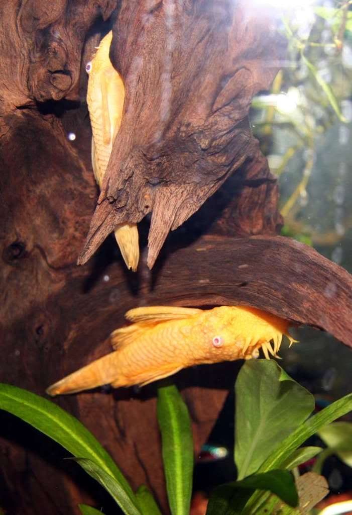 Plecos.jpg