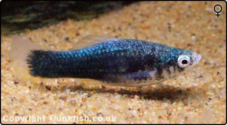1904_swordtail_female.jpg
