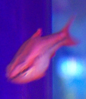 tetra.png