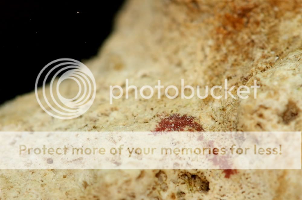 macroalgae.jpg
