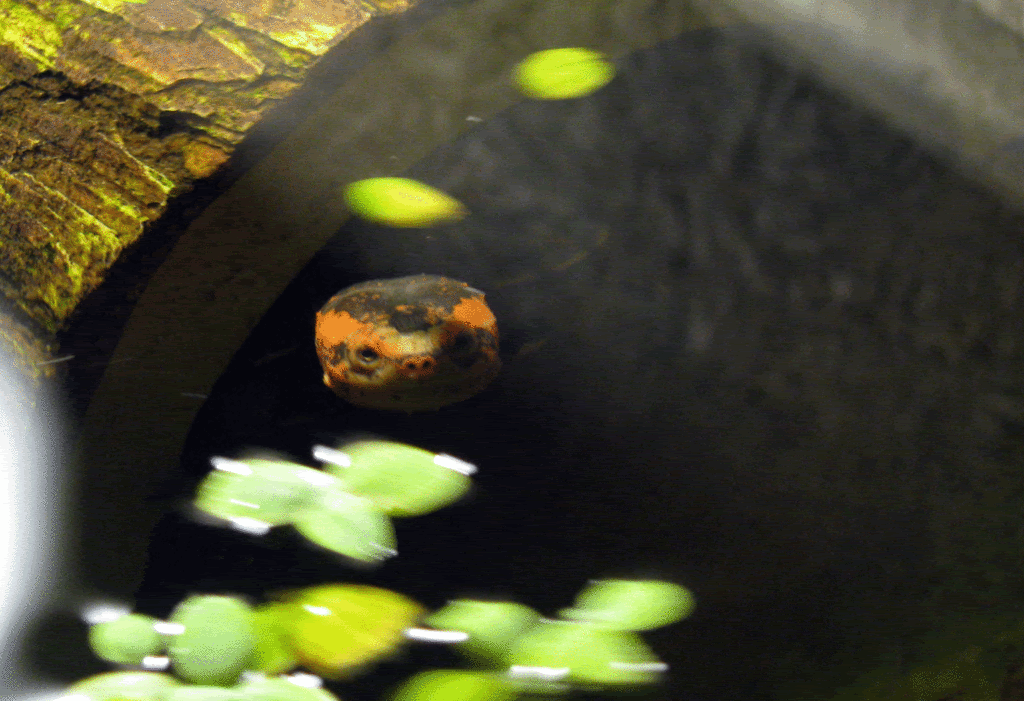 Red-Cheek-Mud-Turtle2-1.gif