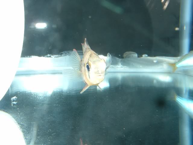 03-22-06BolivianRam.jpg