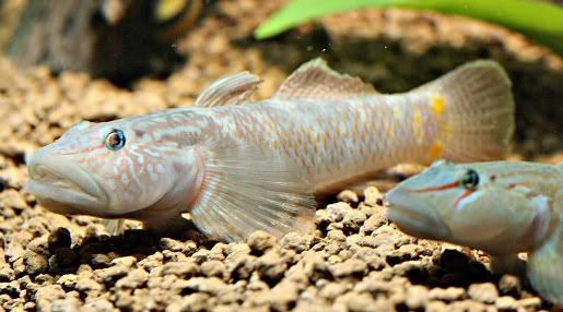 Rhinogobiuscandidianus.jpg