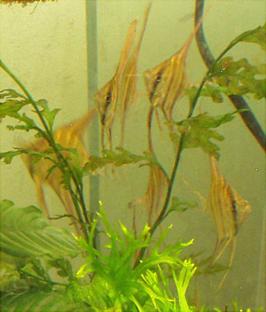 812916848_yP3AF-M.jpg