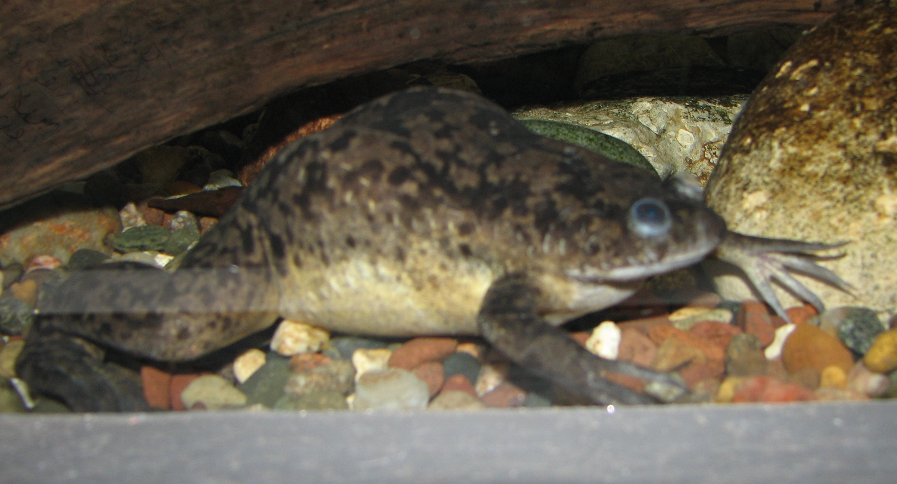 African_Clawed_Frog.jpg