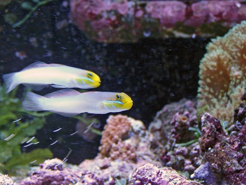 goby2.jpg