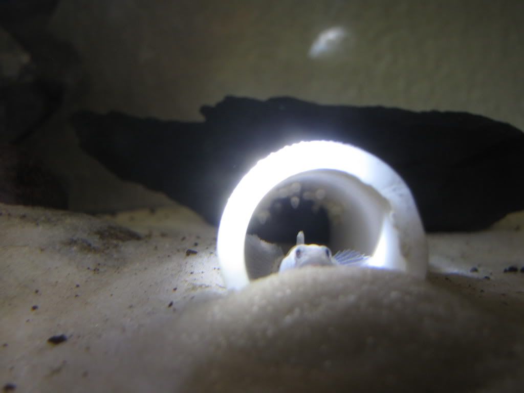 rubroeggs001.jpg