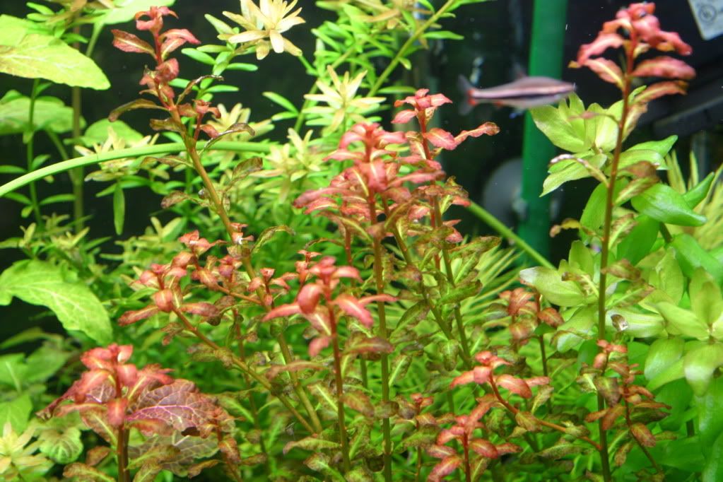 Plantsell03-09-10002.jpg