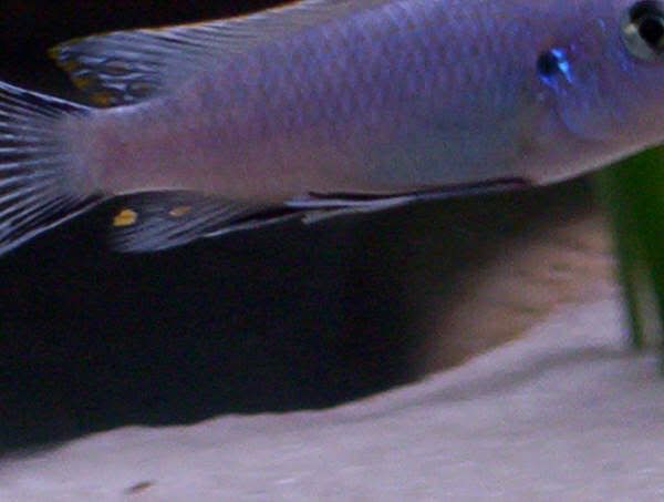 fish.jpg