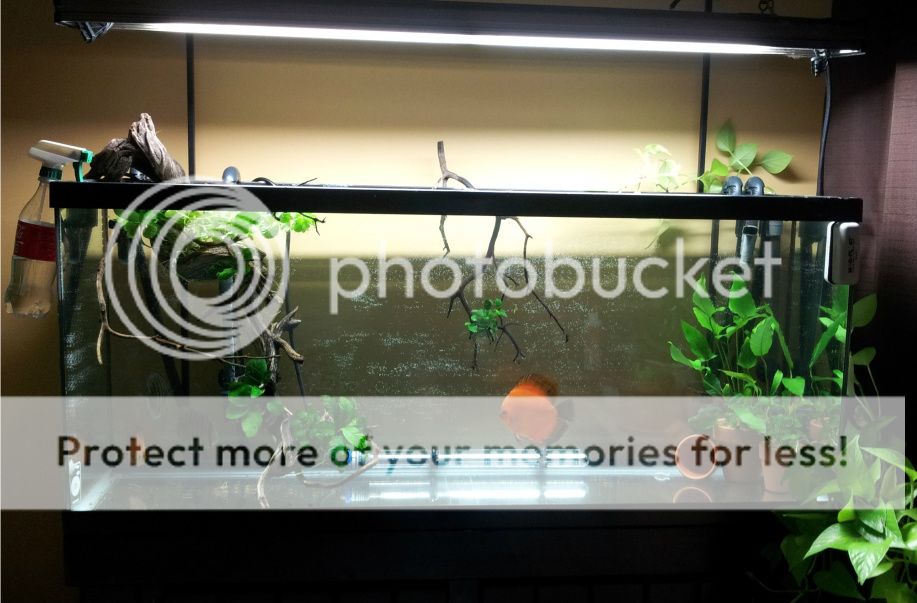 Bare Bottom Potted Discus Tank