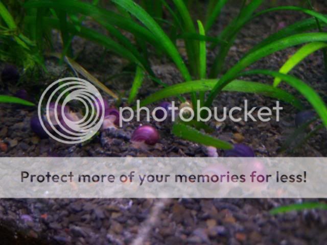 video008.jpg
