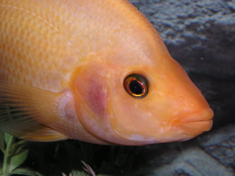 11705Fish053RedDevil.jpg
