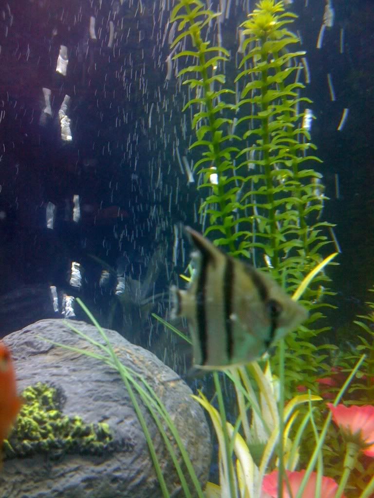 fish3.jpg