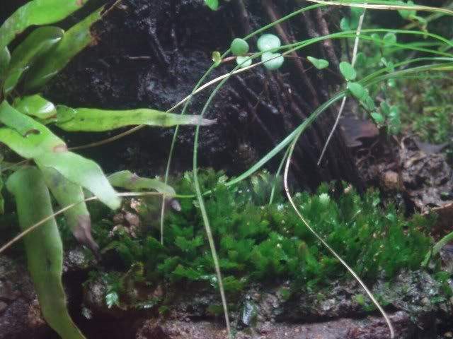 crabisopod_640x480.jpg