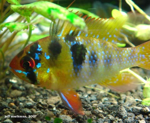 German_Blue_Ram_male_01.jpg