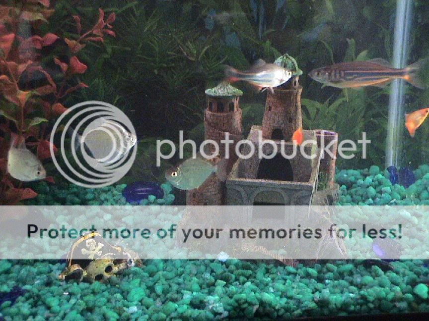 Fishtank2.jpg