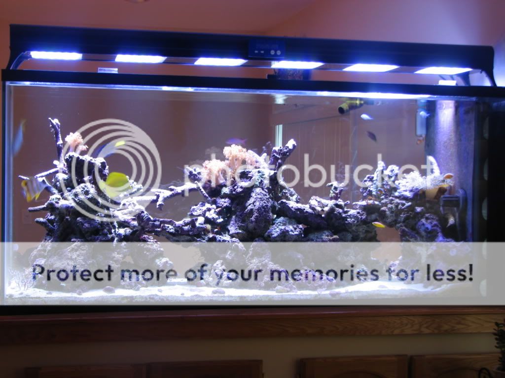 Aquaria041.jpg