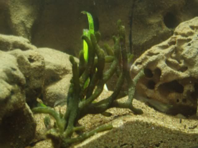 seaweed_640x480.jpg