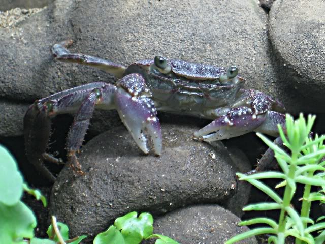 bigkrab.jpg
