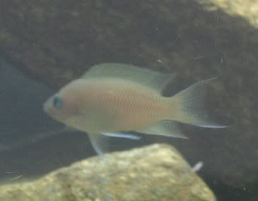 Female1.jpg