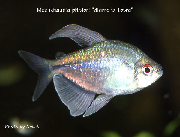 Gallery-Community-diamond-tetra.jpg