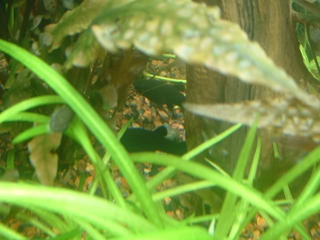 04-12-06mollies.jpg