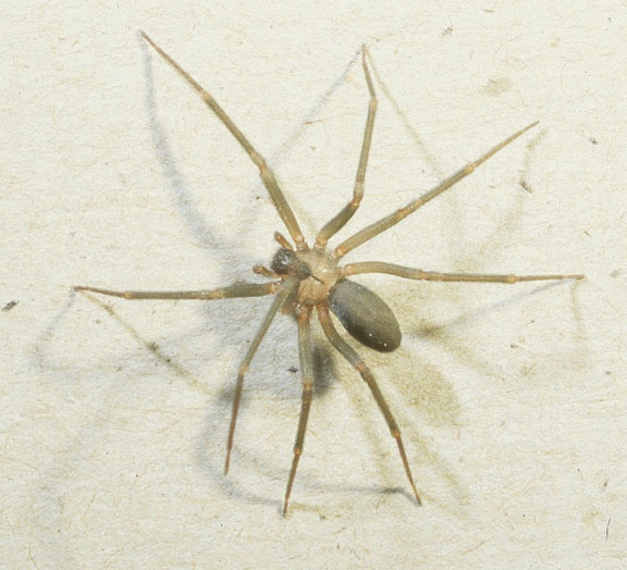brown_recluse1.JPG