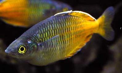 Melanotaenia_boesemani_1.jpg