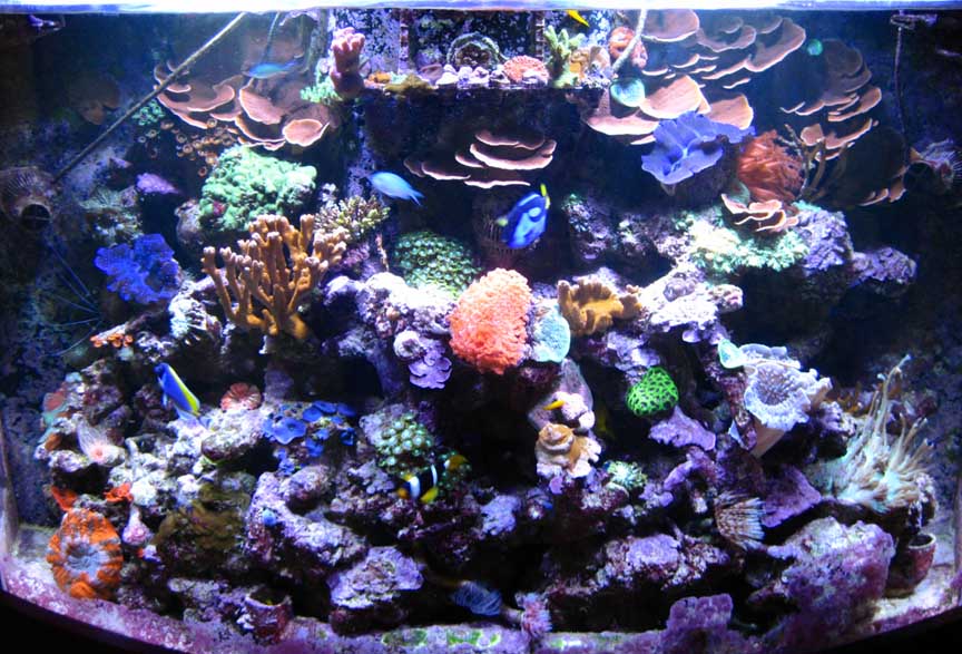 Oct2010TankSmall.jpg