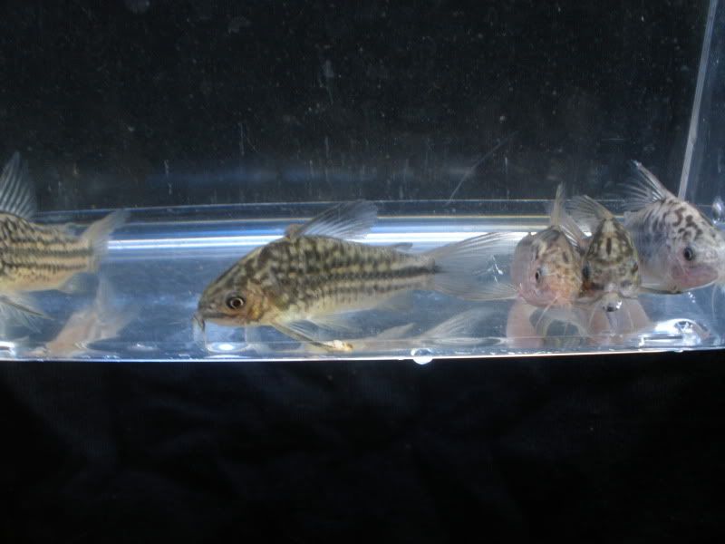 CorydorasNanus04.jpg
