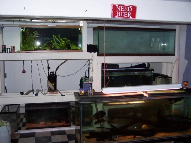fishwall037.jpg