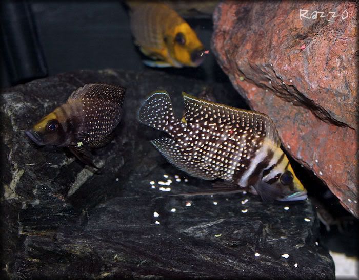 Fish1-4-11006.jpg