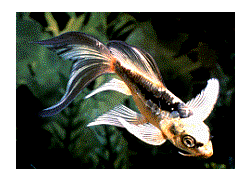 butterflykoi.gif