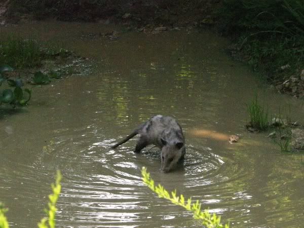 aquapossum.jpg