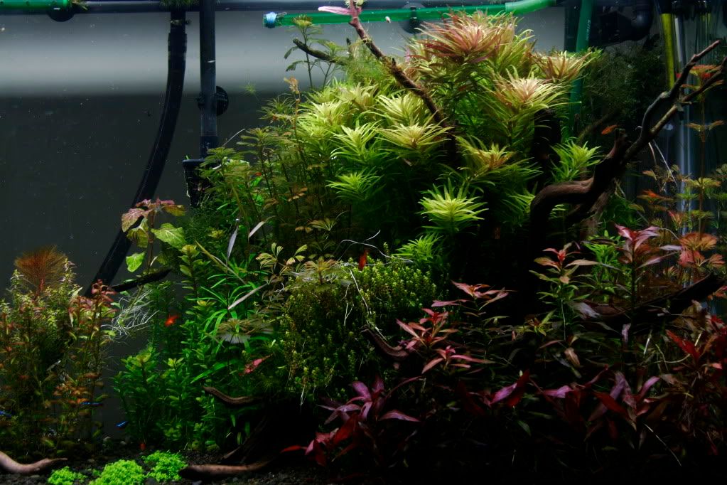 60gAquarium05-13-09007.jpg