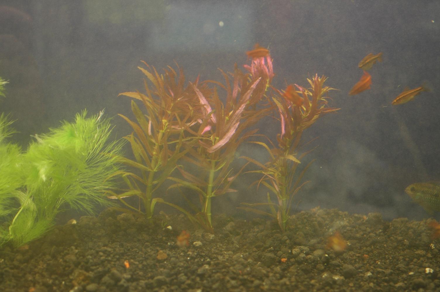DSC_2451.JPG
